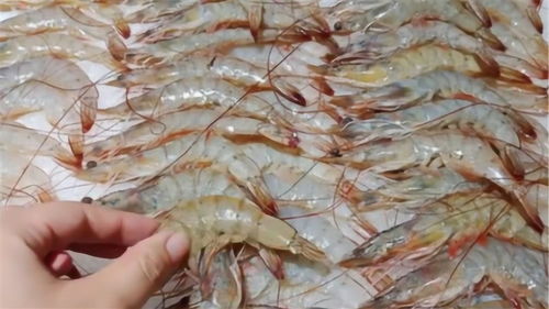 疫情期間能否安全食用水產(chǎn)品？專家權(quán)威解答，為家人健康必讀