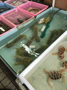 十九涌水產(chǎn)品交易碼頭 中國(guó)南沙的水產(chǎn)樞紐