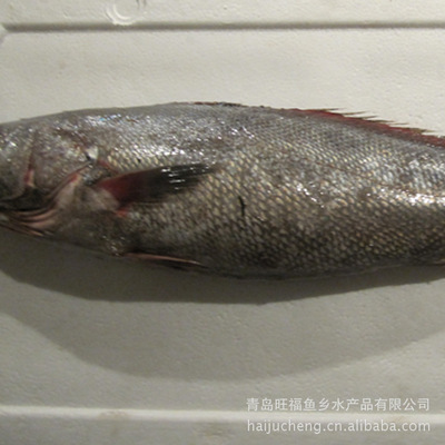 廠家直銷 批發供應 海產品質優好 鰲魚【圖】