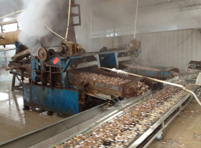 北海廠家直銷片凍花甲螺 優質水產，批發首選