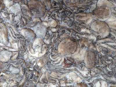 供應國產冷凍八爪魚/章魚批發及冷凍粗加工水產品