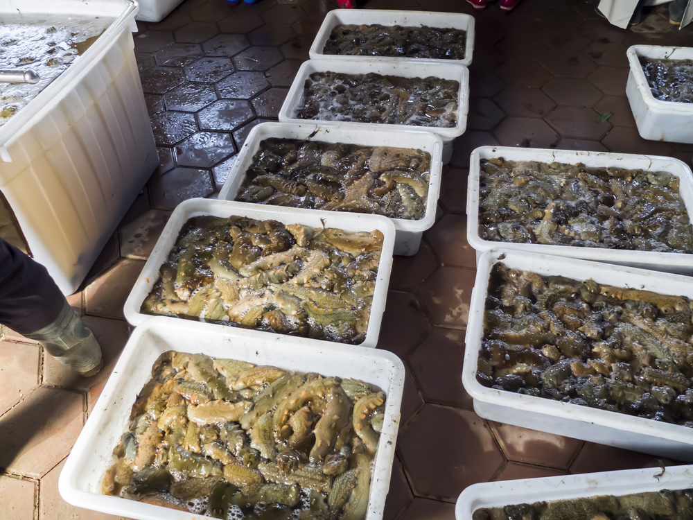 活海參捕撈加工工廠 水產(chǎn)產(chǎn)業(yè)鏈的高效運(yùn)作