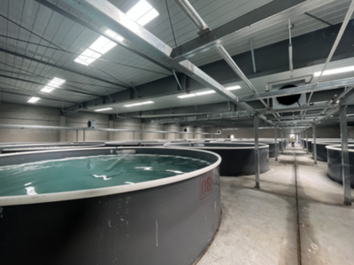 科技賦能 山東利津開創(chuàng)工廠化養(yǎng)蝦新模式