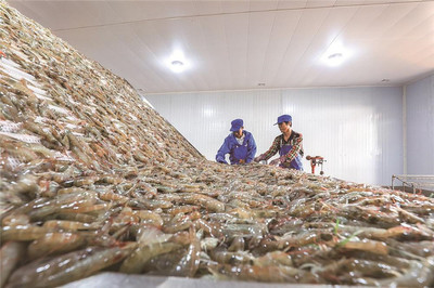 灤南 南美白對蝦加工忙，水產產業興旺時