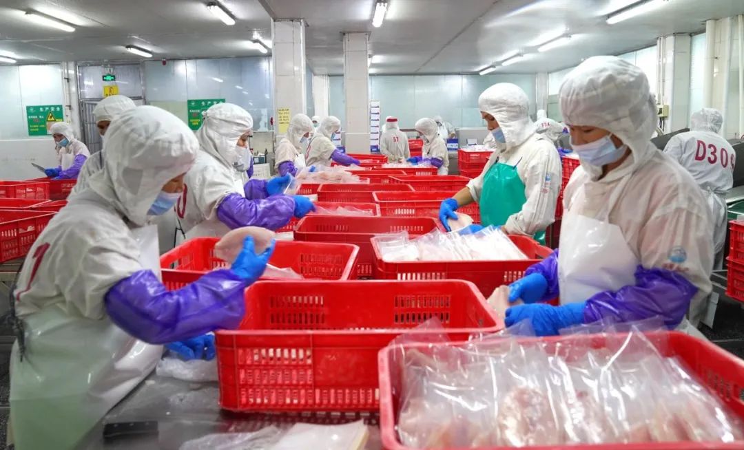 深度 | 云浮 山區“土菜”變身世界佳肴，水產特色產業領航出海