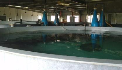 日本黃姑魚工廠化養殖技術 提升水產品品質與產量的創新路徑